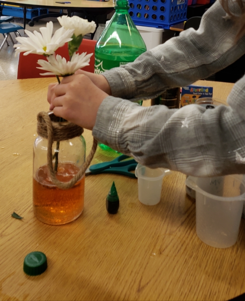 Adding food coloring to different liquids to see what liquid is the best for helping absorb color.
